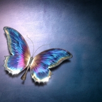 BUTTERFLY