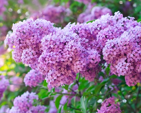 LILACS - leaves, colors, stems, petals