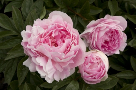 PEONIES - leaves, petals, nature, colors