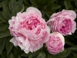 PEONIES