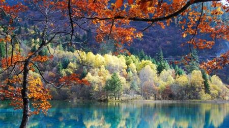 LAKE - trees, water, colors, reflection