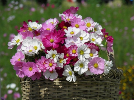 FLOWERS - basket, petals, nature, colors