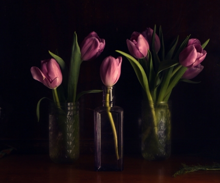 TULIPS - leaves, colors, stems, petals