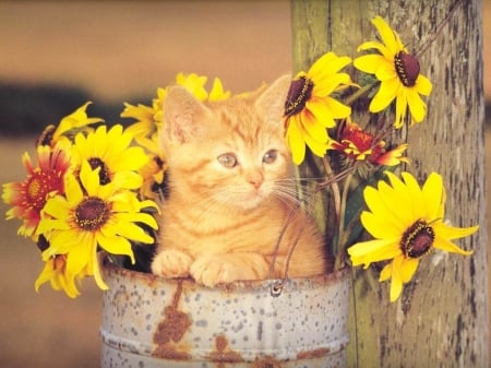 Blonde Kitten Among Sunflowers - sunflowers, cat, animal, blonde, kitten