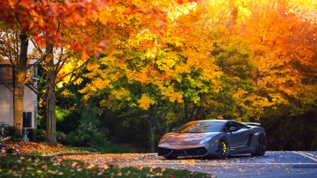 â€¢áƒ¦âœ¿áƒ¦â€¢ - nature, fall, autumn, spot car