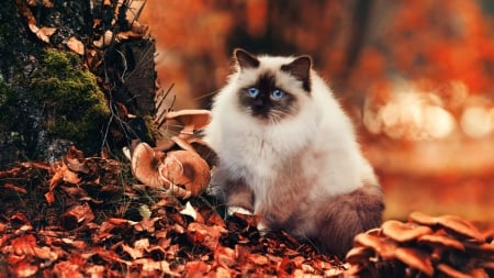 â€¢áƒ¦âœ¿áƒ¦â€¢ - nature, hd, fall, cat, animal