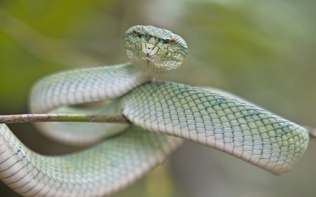 Snake - animal, reptile, wild, Snake