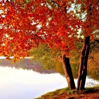 Red Autumn Trees