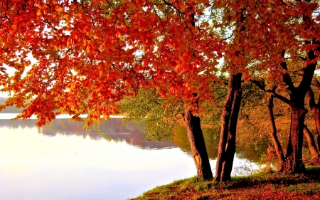 Red Autumn Trees - nature, lake, tree, autumn