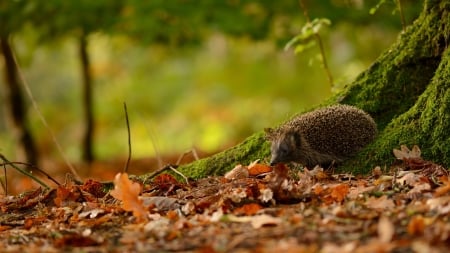 Hedgehog in Autumn