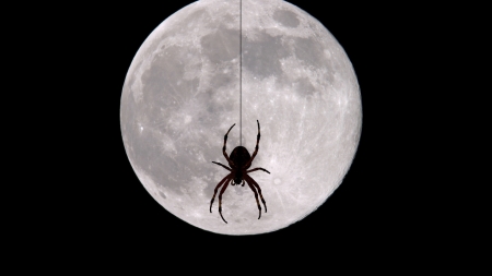 Moonlight spider