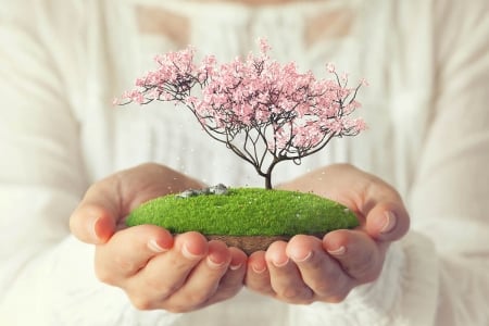 Spring for you! - flower, pink, spring, blossom, tree, hand, green