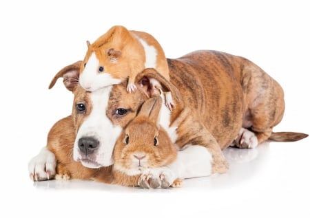 Friends - rabbit, dog, guinea pig, bunny, rodent, white, animal, cute, caine