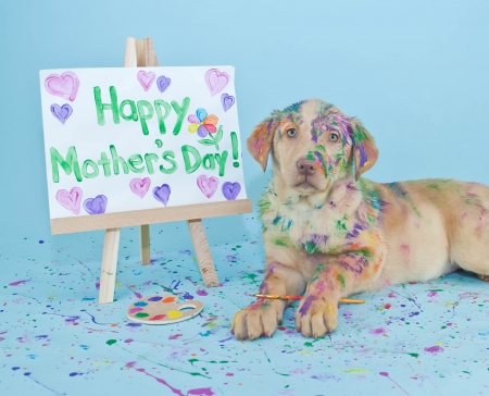 Happy Mother's Day! - day, mother, funny, white, caine, dog, blue, painter, animal, cute