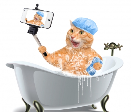 Selfie - blue, selfie, bath, cat, pisica, white, animal, funny, cute, phone