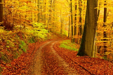 Autumn walk - autumn, trees, path, foliage, fall, forest, walk, beautiful, leaves, golden