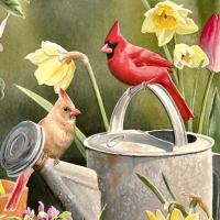 Cardinals on Watering Can FC