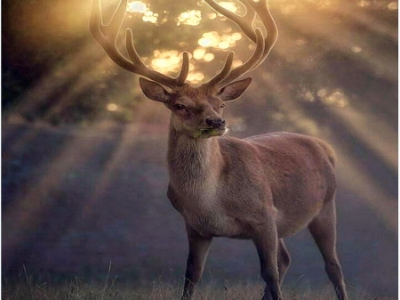 Forest morn - rays, deer, morn, sun