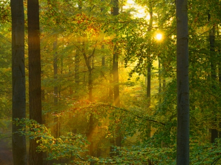 The glow - golden, sunlight, forest, trees