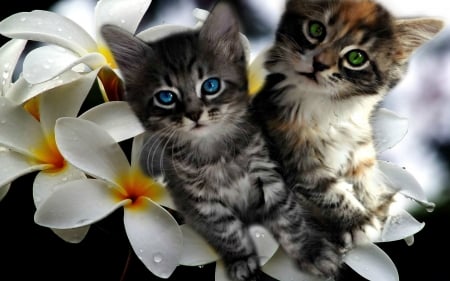 kittens - animal, kitten, feline, cat