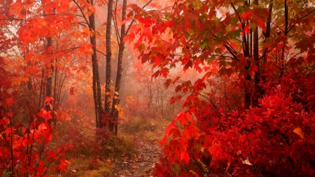 Red October - red, leaves, trees, autumn