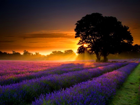 Lavender sunset - lavender, purple, trees, sunset