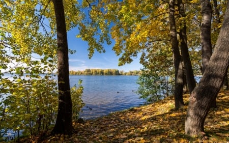 Autumn Lake - lake, trees, ducks, autumn