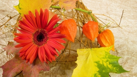 •ღ✿ღ• - fall, flower, nature, still life