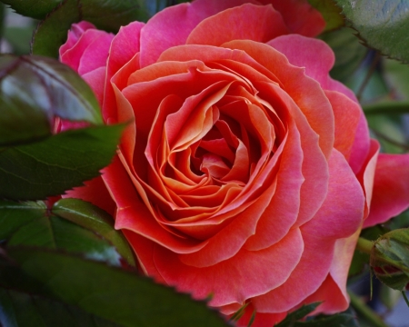 Pink Rose - beauty, nature, pink, petals, rose, flower