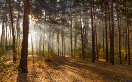 Sunbeams in Forest - trees, forest, nature, sunbeams