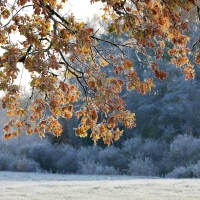 First Frost in Latvia