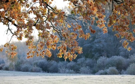 First Frost in Latvia - frost, trees, leaves, autumn