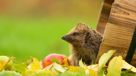 Hedgehog's Home - barrel, apple, leaves, autumn