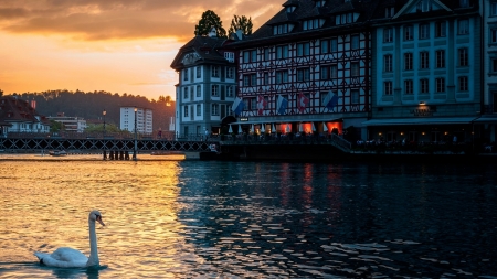 Lucerne, Switzerland - swan, lake, water, house, sunset