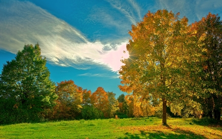 Sunny Autumn Day - tree, nature, meadow, autumn