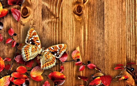 Autumn Backround - pretty, Butterfly, Autumn, Leaf