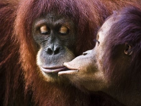 True Love - kissing, orangutans, orange coats, lght gray faces, affection