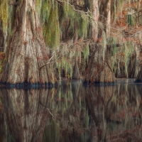 Swamp Reflection of Autumn Trees