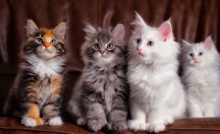 Kittens - cates, adorable, fluffy, kittens, friends, sweet, cute