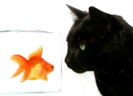 Face to face - black, white, animal, pisica, aquarium, orange, fish, cat