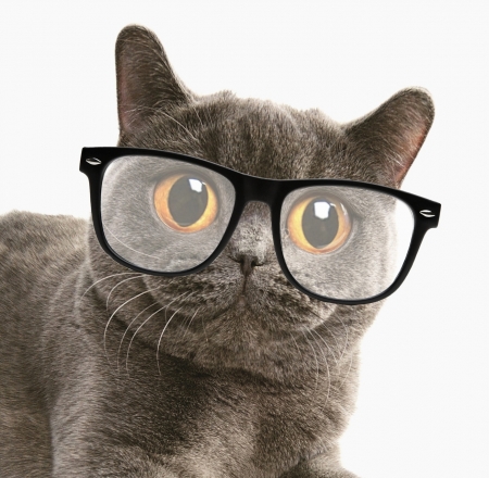 I see you - white, face, glasses, cat, animal, funny, pisica