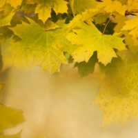 Golden Maple Leaves