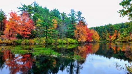 Autumn Lake Reflection - trees, nature, autumn, lake, reflection