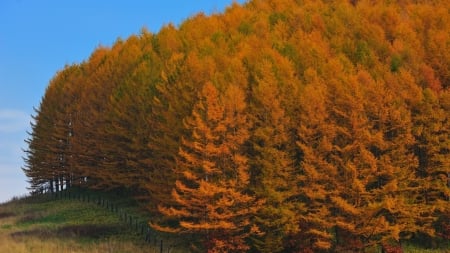 Gold Protection - wood, nature, autumn, relief, fence, trees, forest