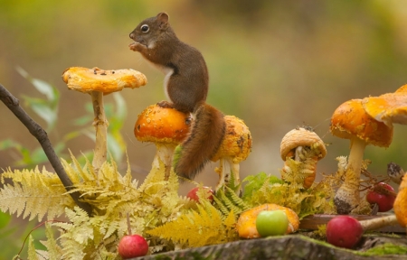 •ღ✿ღ• - fall, animal, squirrel, autumn