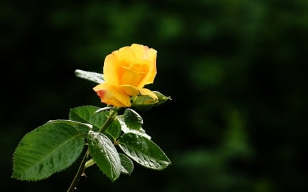 Yellow Beauty - nature, gift, fragrance, yellow, petals, bud, flower