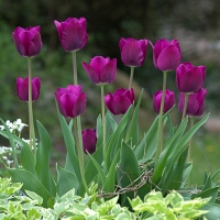 Purple Tulips