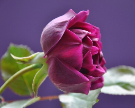 The Prince Rose - beauty, nature, dark purple, closeup, bud, flower