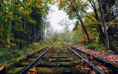 Abandoned Rail road - nature, abandoned, tree, rail