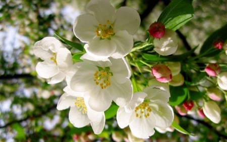 Flower - Flower, nature, tree, blossom